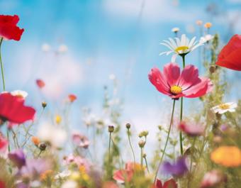 Flowers in a field with red flowers in the foreground