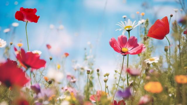 Flowers in a field with red flowers in the foreground
